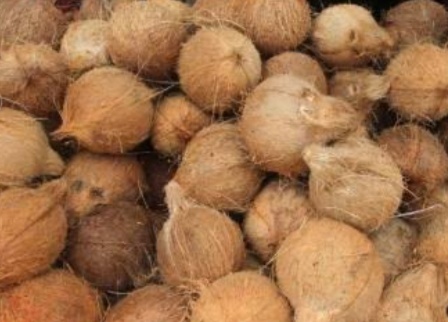Coconut semi husked